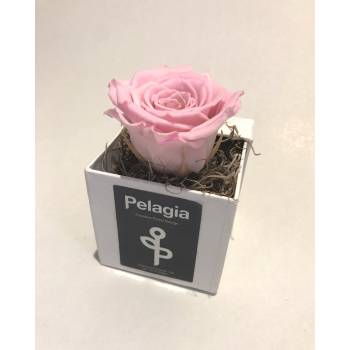 Τριαντάφυλλο forever ρόζ 