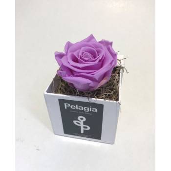 Τριαντάφυλλο forever Λιλά