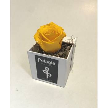 Τριαντάφυλλο forever κίτρινο