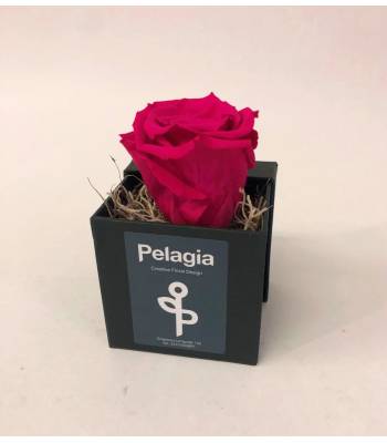Τριαντάφυλλο forever φούξ