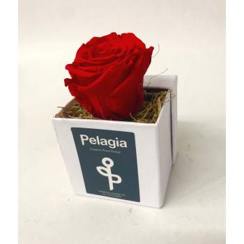 Τριαντάφυλλο forever κόκκινο