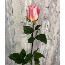Τριαντάφυλλο ρόζ