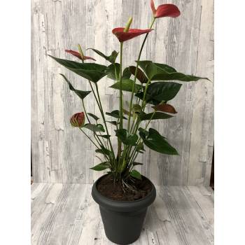 Anthurium  plant