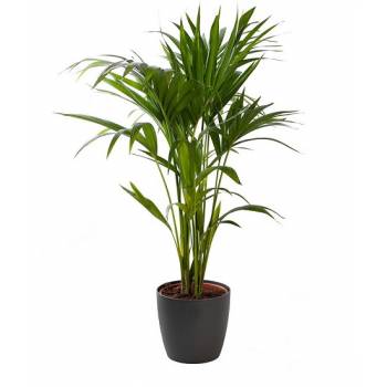 Kentia plant (big)
